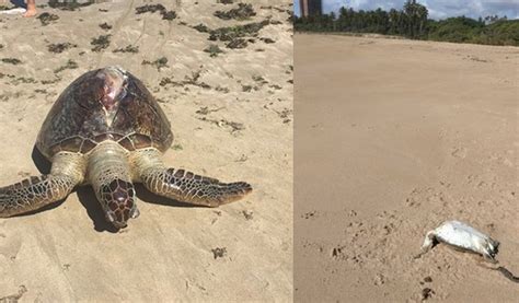 Tartarugas S O Encontradas Mortas Nas Praias Da Capital Segundos