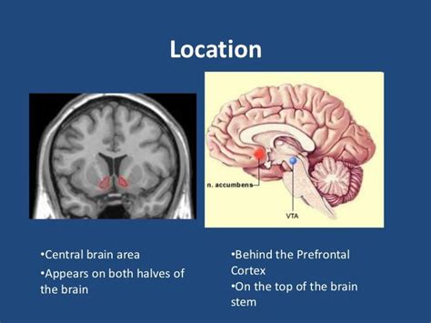 Nuclei and tracts medulla • transitional zone between spinal cord and the medulla. Image result for nucleus accumbens | Nucleus accumbens, Brain stem, Brain