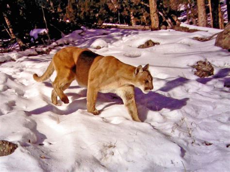 Researchers Learning More About Yellowstone Cougars Yellowstone Insider