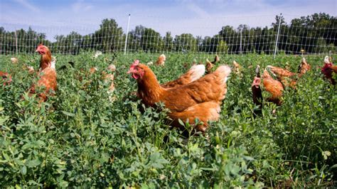 What Do Pasture Raised Chickens Eat Heres Why It Matters Price Of Meat
