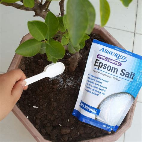 How To Grow Plants Better With The Benefits Of Epsom Salts Organize