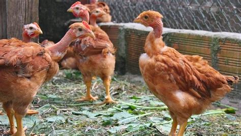Best Chicken Breeds For Egg Laying Chicken Breeds Chicken Breeds For