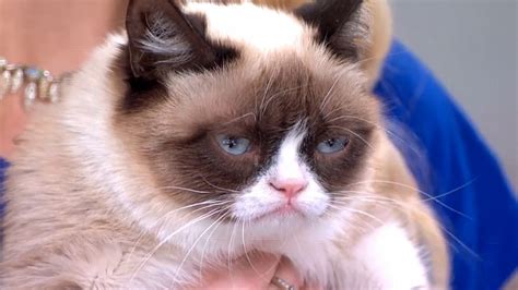 Internet Sensation Grumpy Cat Has Died At Age 7 Video Abc News