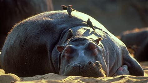 Hippo Beach About Nature Pbs
