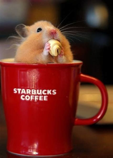 Cute Hamster Sitting In A Starbuckss Mug Hamster Cute Hamsters