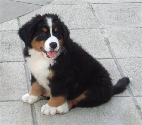 30 Cute Bernese Mountain Dog Puppies Fallinpets