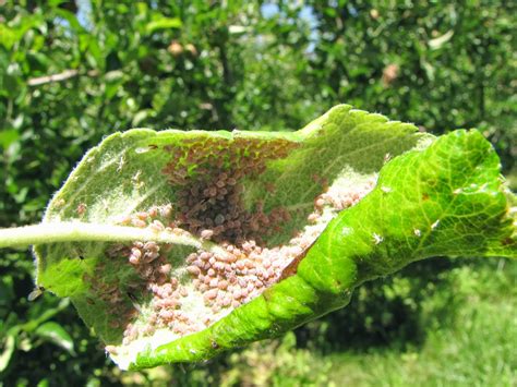 The Fruit Growing Expert Apples Pests And Diseases Identifyer