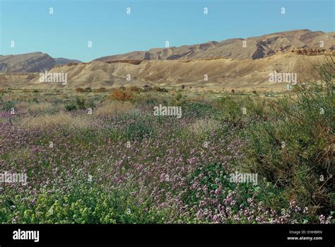 Blooming Negev Desert Israel Stock Photo Alamy