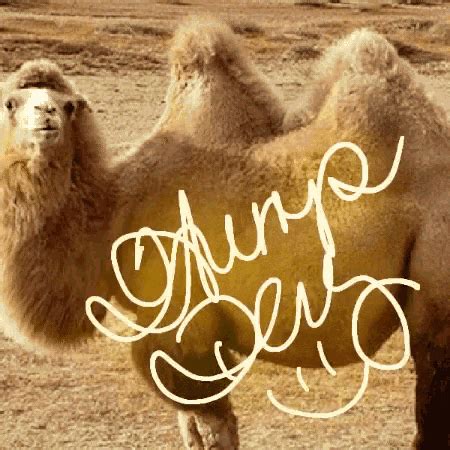 Hump Day GIF Hump Day Hump Day Discover Share GIFs