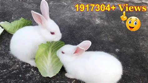 Cute Baby Rabbits Playingfeeding Activities Bunny Rabbit Baby