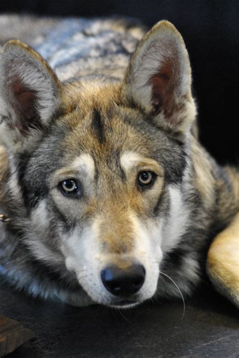The 25 Best Wolf Dog Breeds Ideas On Pinterest Fluffy Dog Breeds
