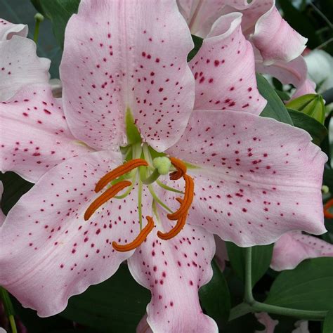 Buy Oriental Lily Curly Sue Bulb Lilium Curly Sue £399 Delivery By Crocus