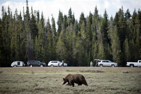 Bear Kills Biker In Montana In Seventh Fatal Grizzly Attack Since 2010