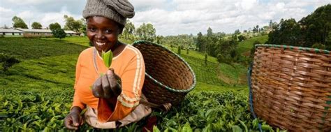 Youth Inclusiveness In Agricultural Transformation Include Platform