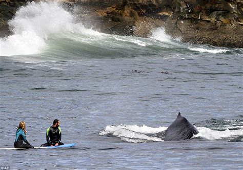 California Surfers Stunned As Humpback Whale Emerges From Sea Just Feet