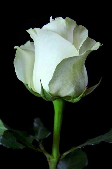 White Rose Beautiful Rose Flowers Beautiful Roses Love Flowers