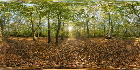 360 Hdri Panorama Of Forest In 30k 15k And 4k Resolution