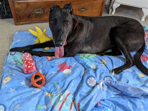Can You Give Maria The Greyhound A Home In The Midlands