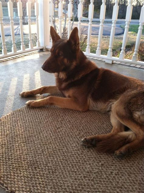 A Brown Dog Laying On Top Of A Rug Next To A White Porch Railing And Door