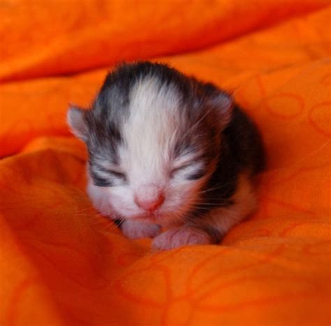 30 cutest animals on earth. The Cutest Kitten Family on Earth