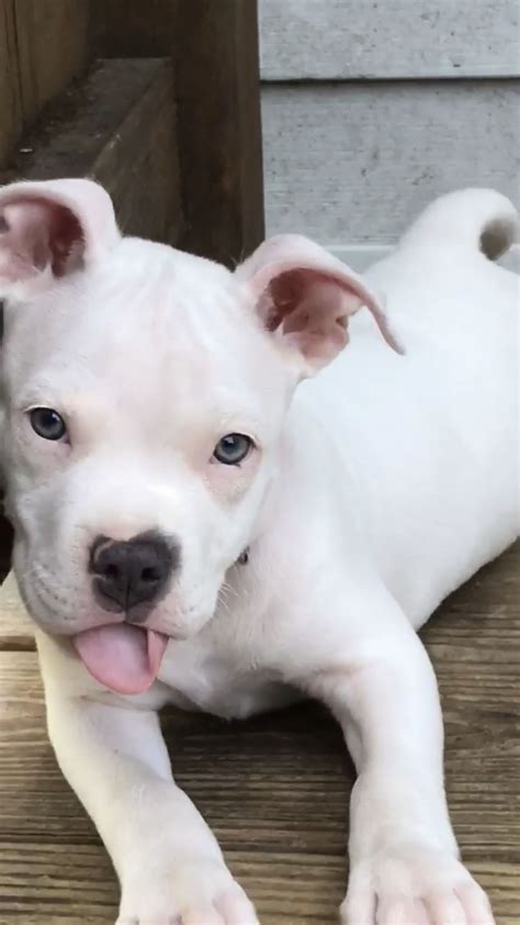 This would be a mother dog that has had puppies around the same time that these puppies were. 27 Beautiful Pitbull Puppies For Adoption Near Me | Puppy ...