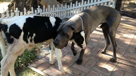 Meet Goliath The Baby Cow That Acts Like One Of The Dogs Abc13 Houston