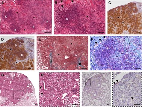 The C3HeB FeJ Mouse Model Recapitulates The Hallmark Of Bovine