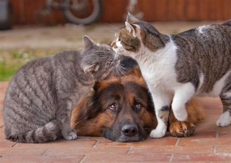Cat and a sleep german shepherd. Only German Shepherds! - These 12 Things Will Shock You