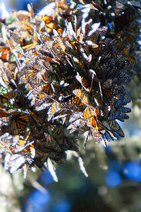 Clustering Monarch Butterflies Photograph By Her Arts Desire Fine Art