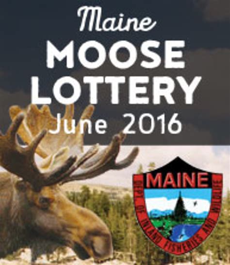Heres The Aroostook County Winners In 2016 Moose Lottery