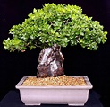 Bonsai quercia - Bonsai - La quercia bonsai