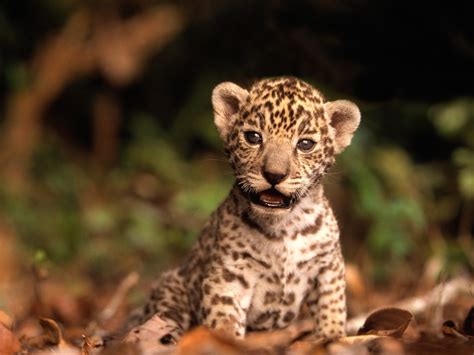 Jaguar Cub Baby Animals Photo 19832508 Fanpop