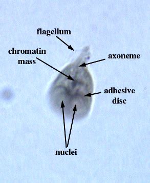 Giardia Lamblia Under Microscope Labeled Micropedia