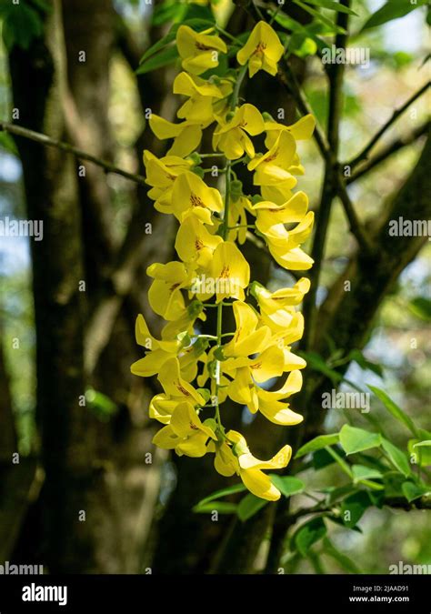 A Close Up Of The Bright Yellow Hanging Flowers Of The Popular But