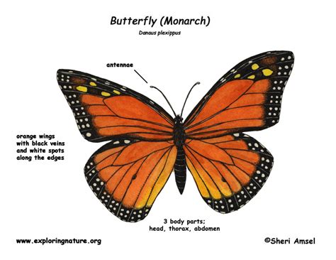 In this lesson, we will learn the human body vocabulary in english with esl pictures to. Butterfly Body Parts Diagram