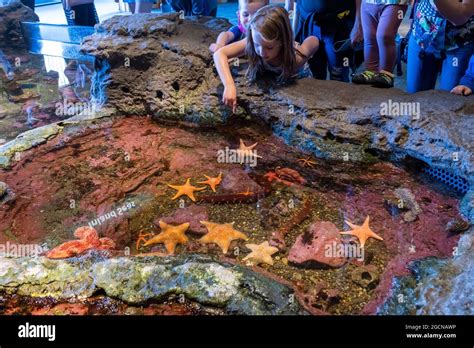 Touch Tank Aquarium Hi Res Stock Photography And Images Alamy