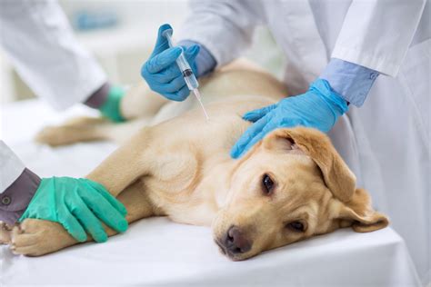 Injections For Dogs With Arthritis Ultimate Guide To Relief