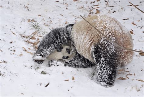 Smithsonian Insider What Happens At The National Zoo When It Snows