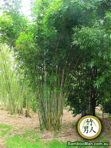 Doli Bamboo Bambusa Dolichomerithalla Bamboo Whitsunday