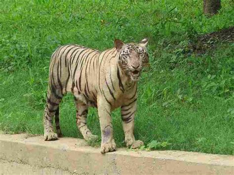 National Zoological Park Delhi Tickets Price Photos Timings Online
