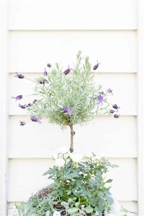 Growing A Lavender Tree Indoors Or Out Julie Blanner