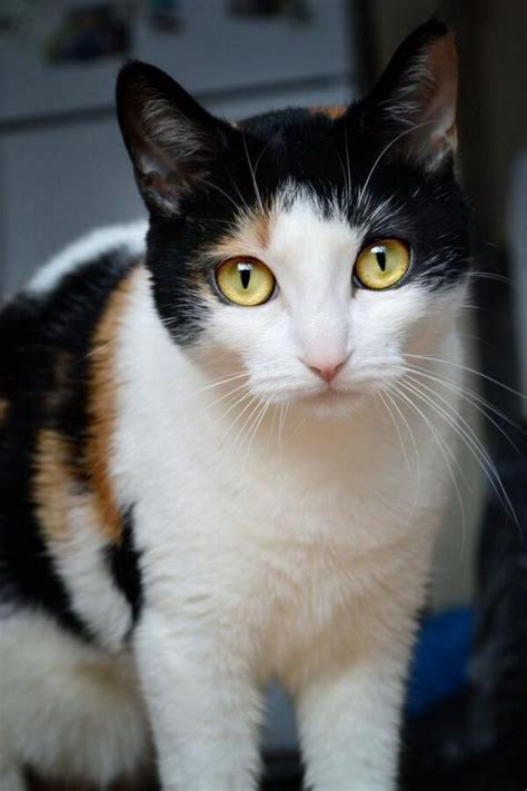 17 Best Images About Cat Portraits On Pinterest Orange