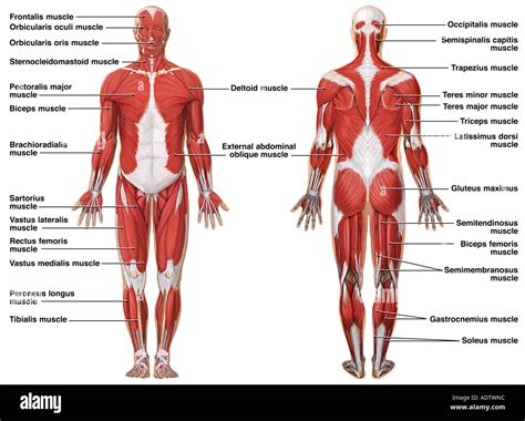 Musculo Skeletal System High Resolution Stock Photography And Images
