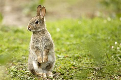 European Rabbit Facts Youll Never Forget