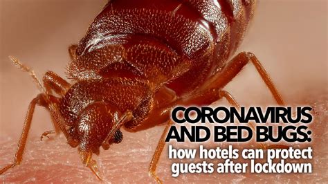 Coronavirus And Bed Bugs How Hotels Can Protect Guests After Lockdown