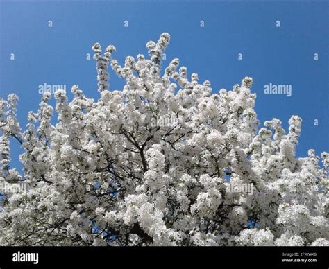 Crabapple Tree In Bloom Hi Res Stock Photography And Images Alamy