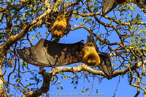 Minden Pictures Madagascar Flying Fox Pteropus Rufus Pair Roosting