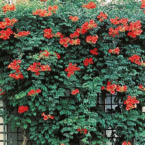 Orange Trumpet Vine Gurneys Seed And Nursery Co