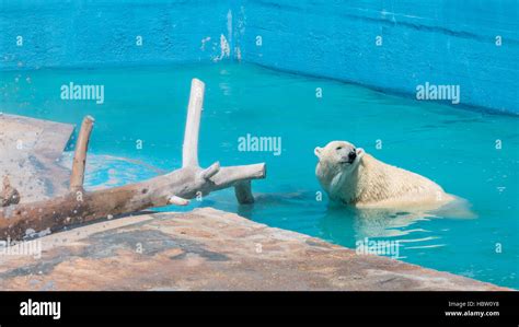 Polar Bear Swims In The Pool Stock Photo Alamy