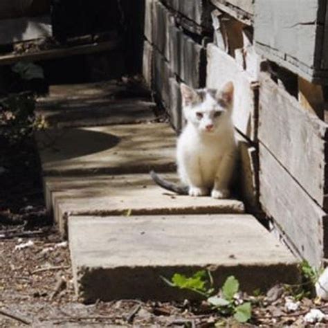 Two Legged Kitten Found In Yard Amazes Rescuers With What He Can Do